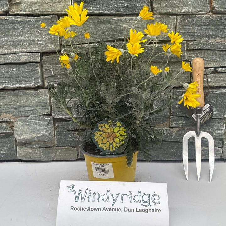Euryops Pectinatus 35Cm - Shrubs - Windyridge Garden Centre