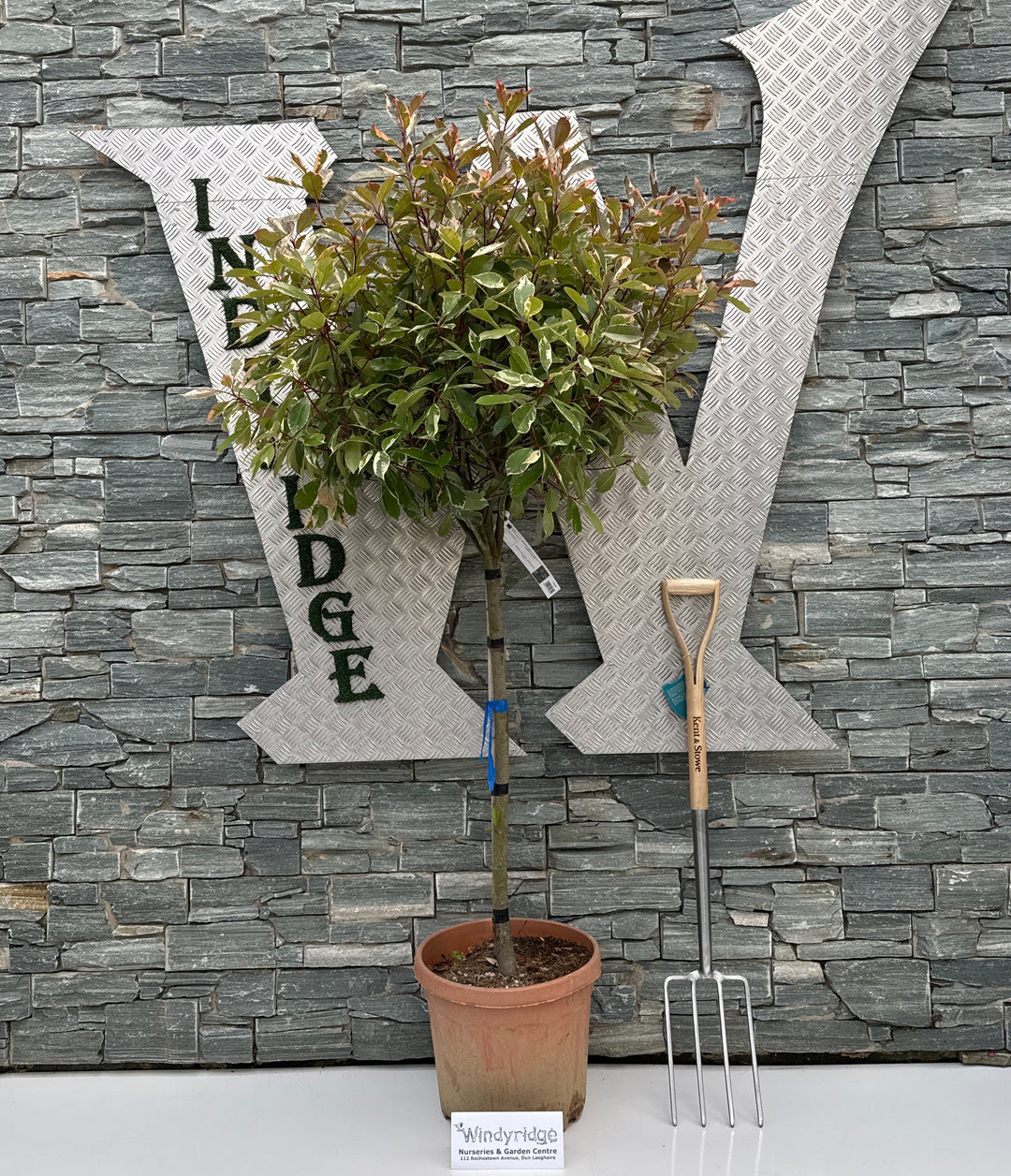 PHOTINIA SERR. "LOUISE" CLT 30   CIRC. TR. 08 - 10 CM  CHIOMA 60 - 70 CM 1/2 STD