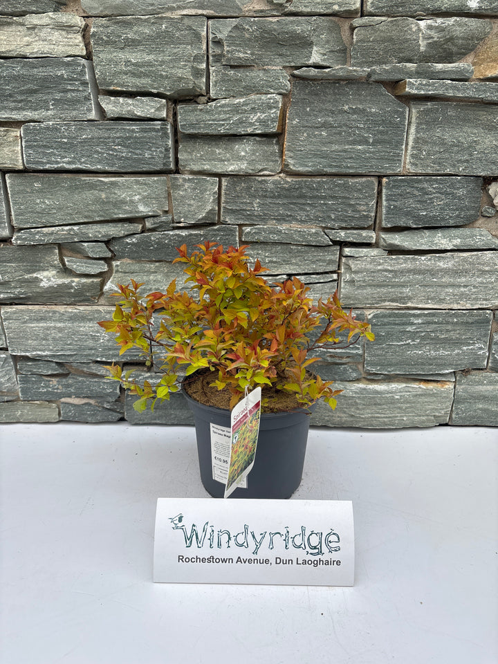 Spiraea Magic Carpet