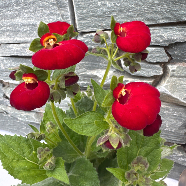 Calceolaria Red 2L