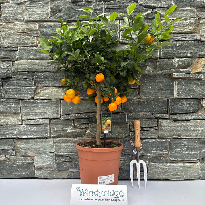 Citrofortunella Calamondin Tree