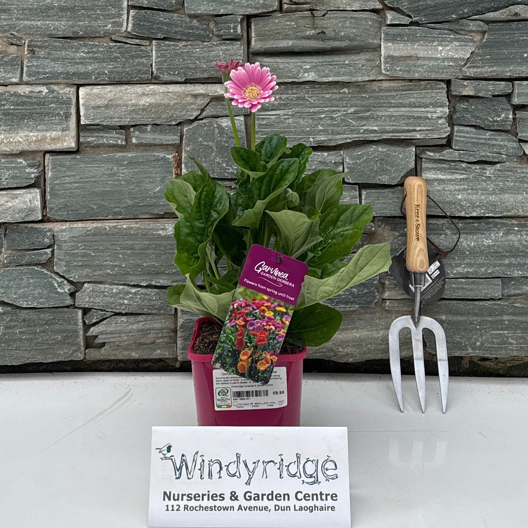 Gerbera Garvinea® Sweet Surprise