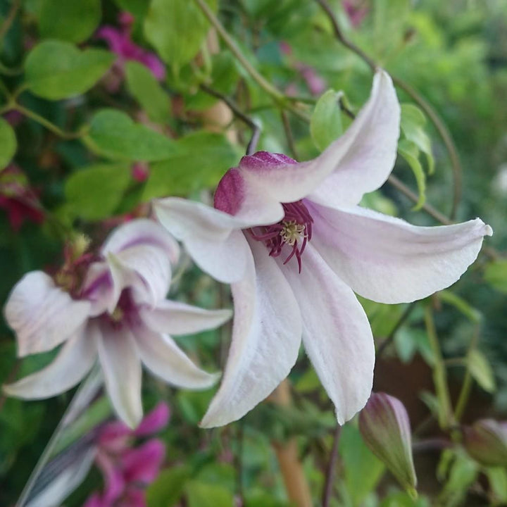 Clematis-Princess-Kate-Flower