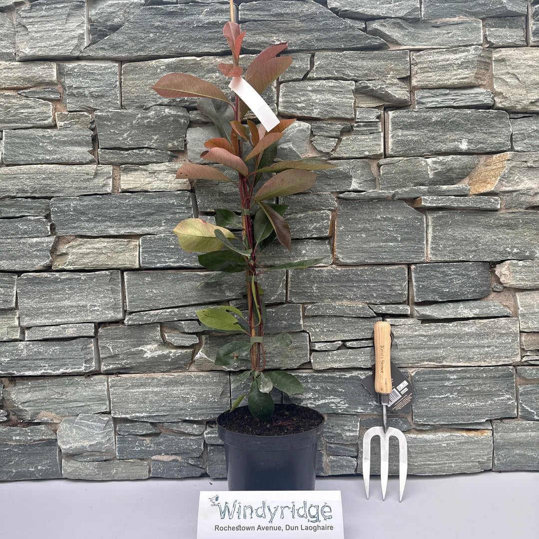 Photinia fraseri Red Robin