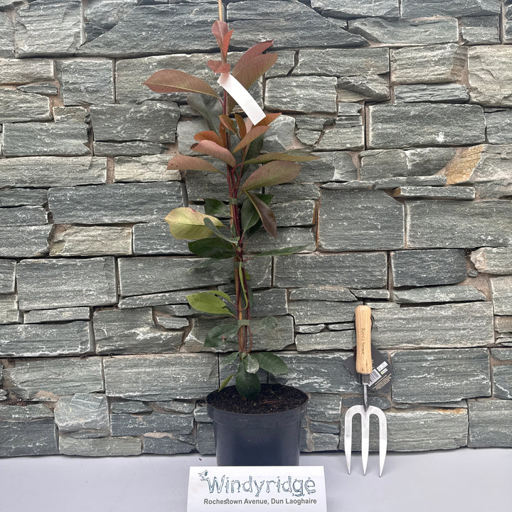 Photinia fraseri Red Robin