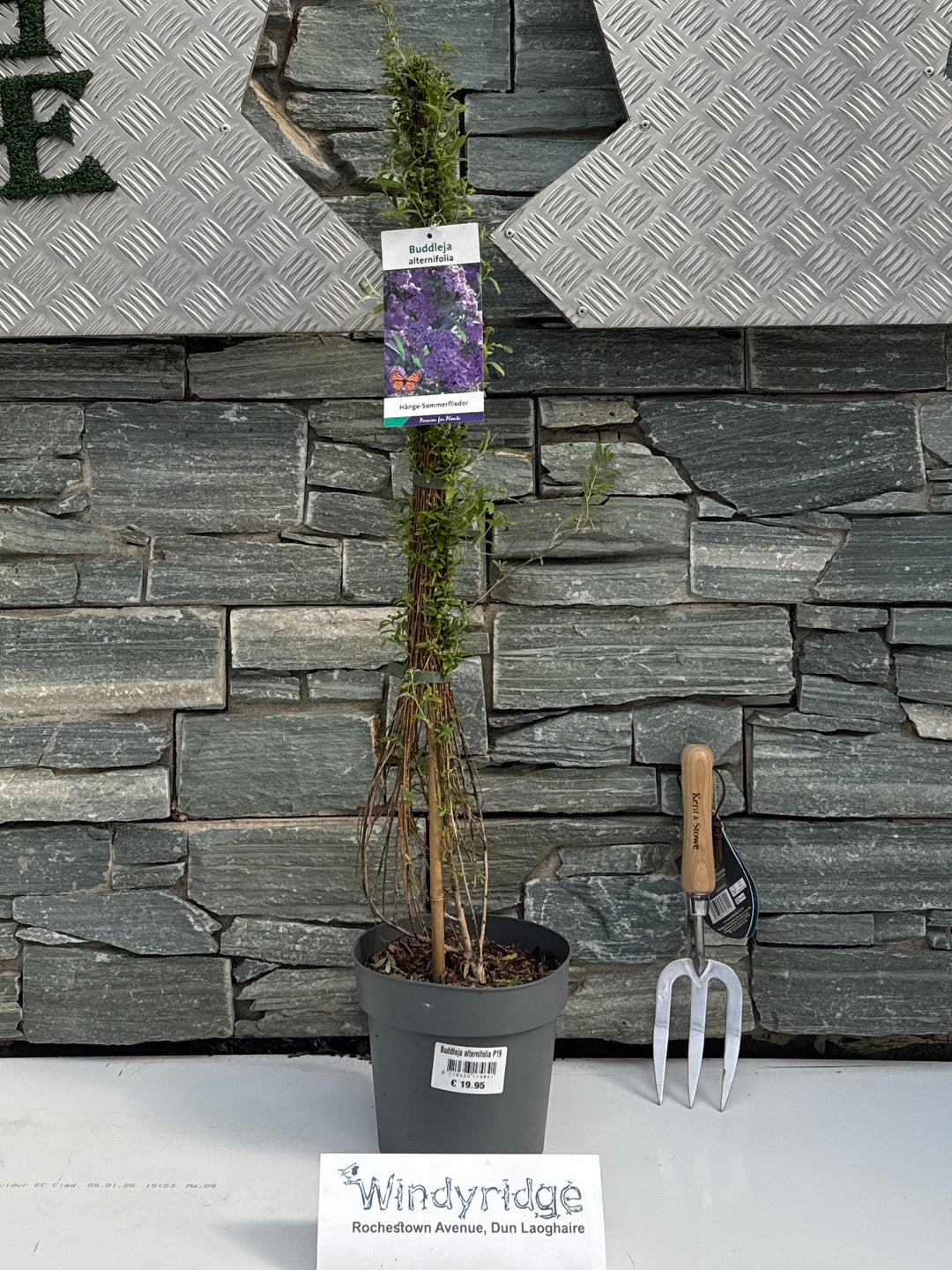 Buddleja Alternifolia P19 - Shrubs - Windyridge Garden Centre