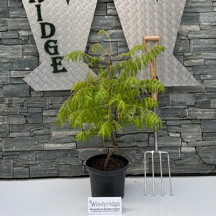 Rhus typhina Tiger Eyes C10