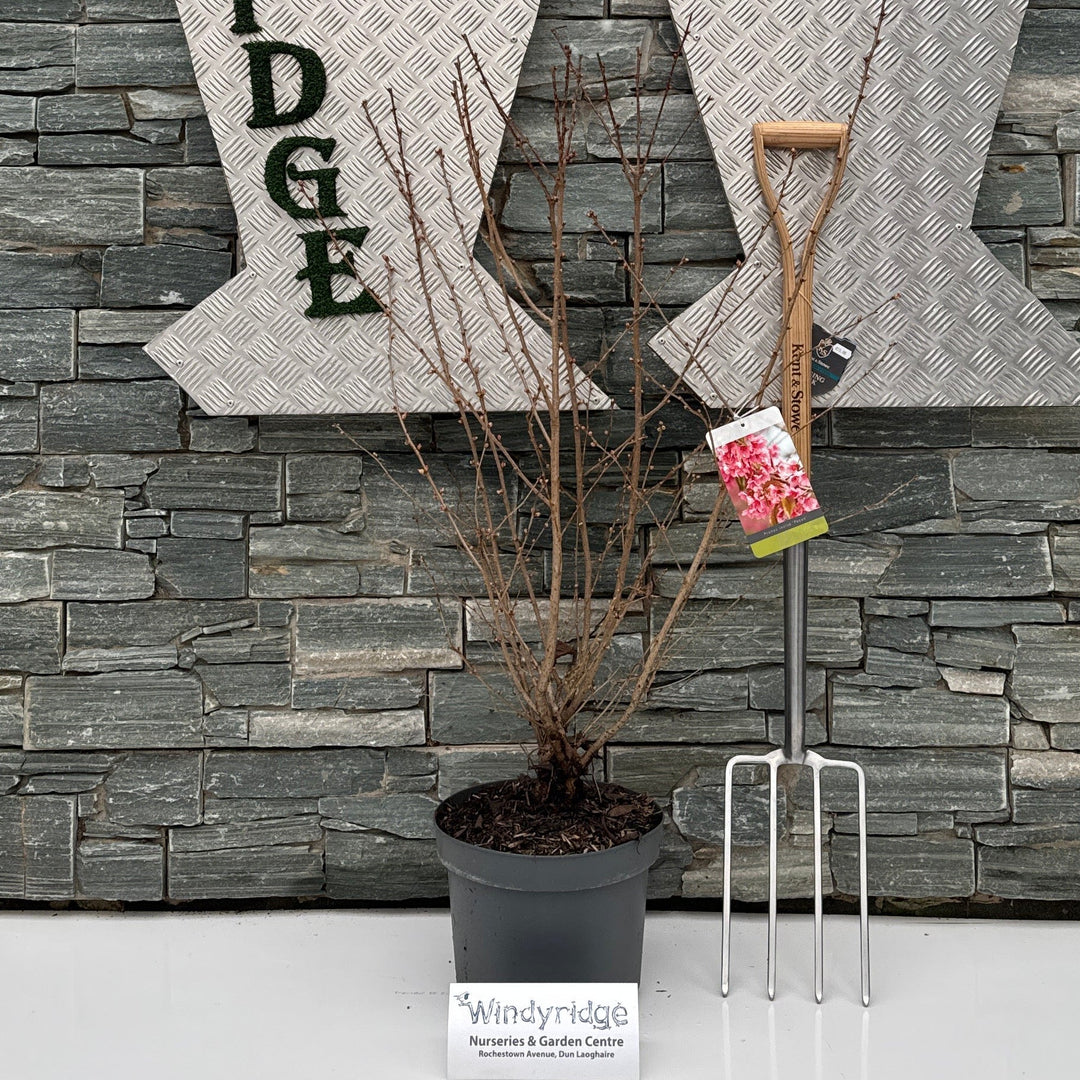 Large decorative letter 'W' with 'INDY RIDE' text on a stone wall background