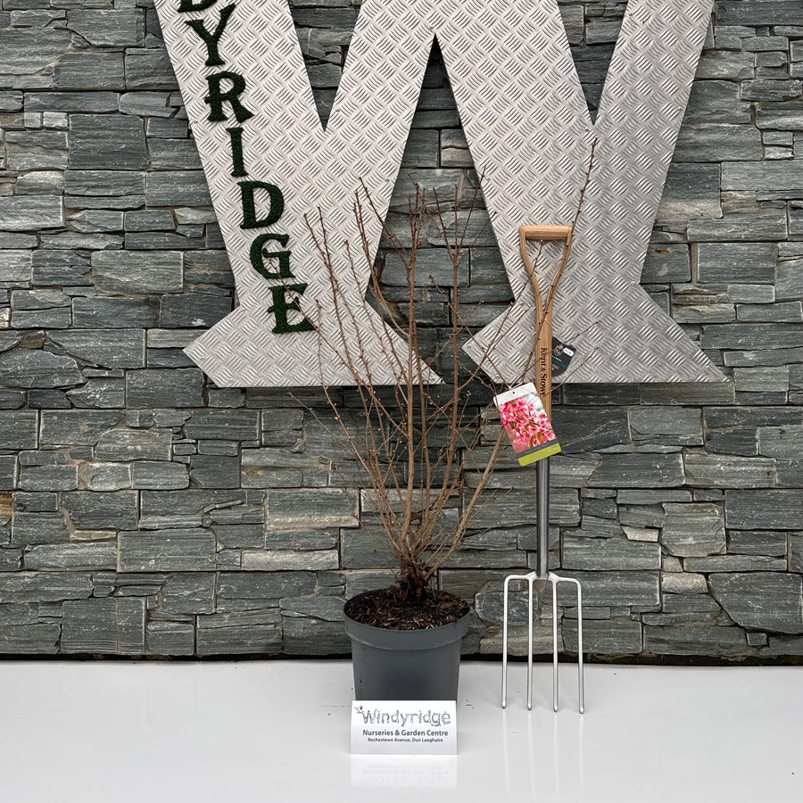 Large decorative letter 'W' with 'INDY RIDE' text on a stone wall background