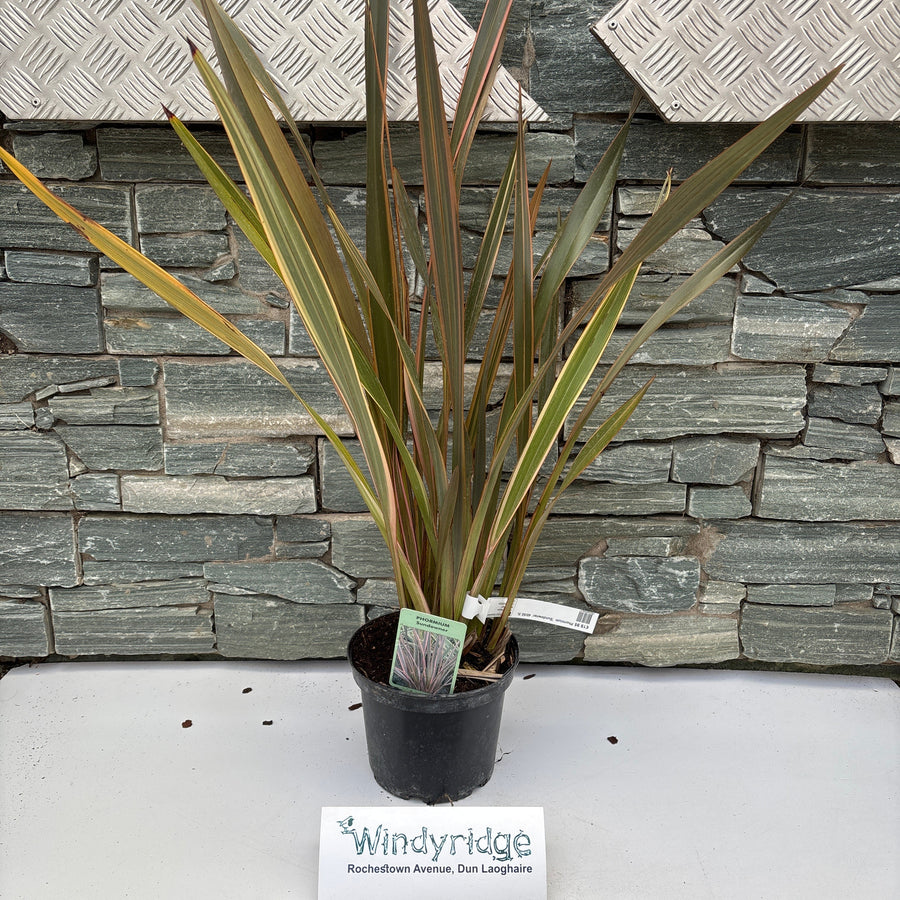 Phormium Sundowner   40/50   3L - Herbaceous - Windyridge Garden Centre