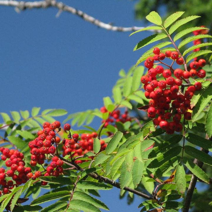 SORBUS AUCUPARIA