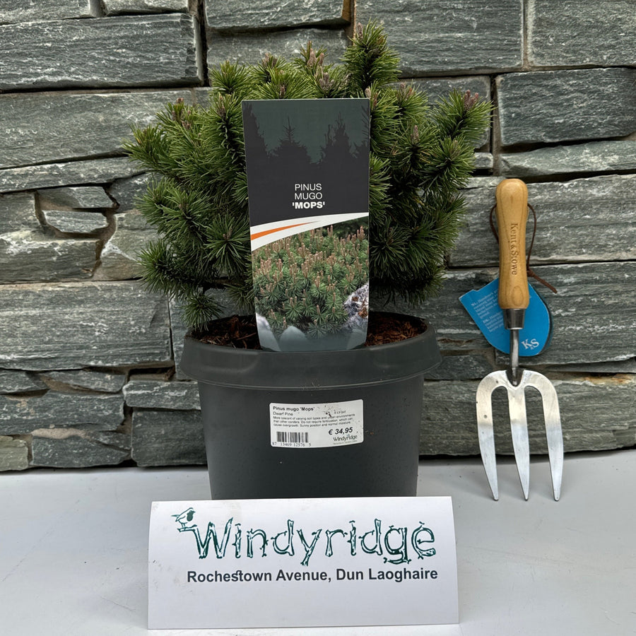 Pinus Mugo 'Mops' 5 Ltr Pot - Shrubs - Windyridge Garden Centre