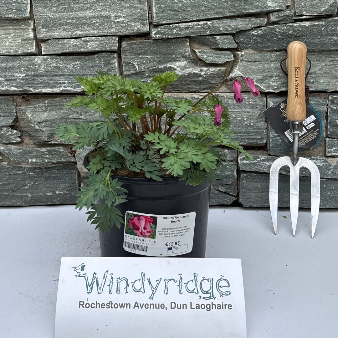 DICENTRA 'Candy Hearts' - Herbaceous - Windyridge Garden Centre