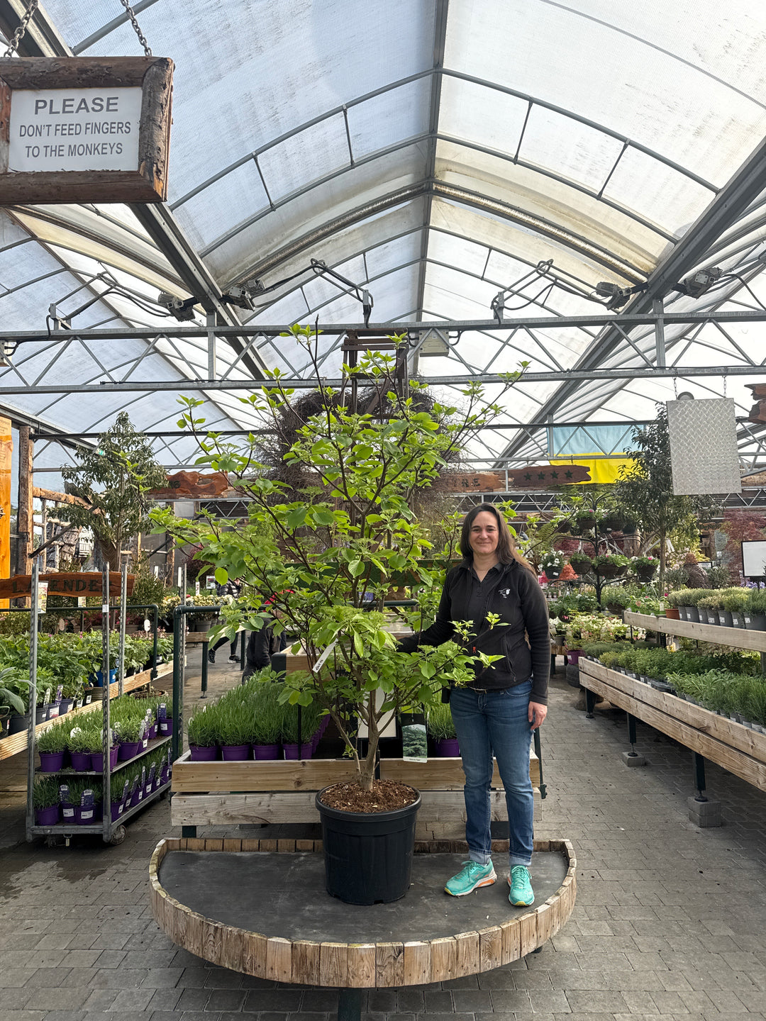 Cornus Controversa Pagoda - Trees - Windyridge Garden Centre