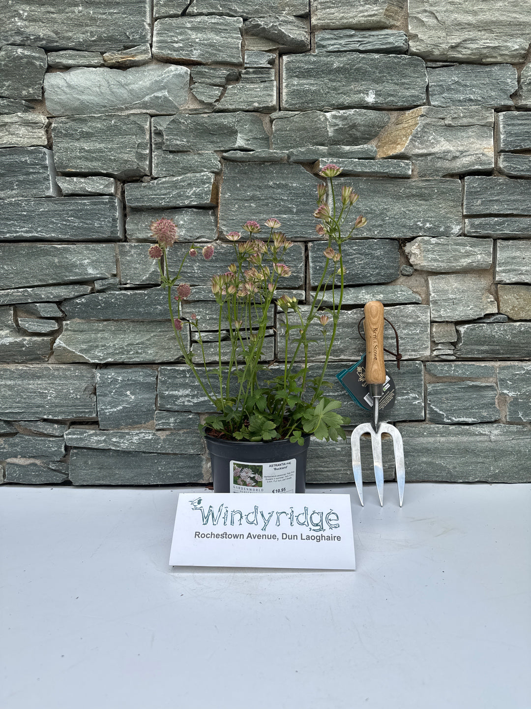ASTRANTIA maj. Buckland 2L