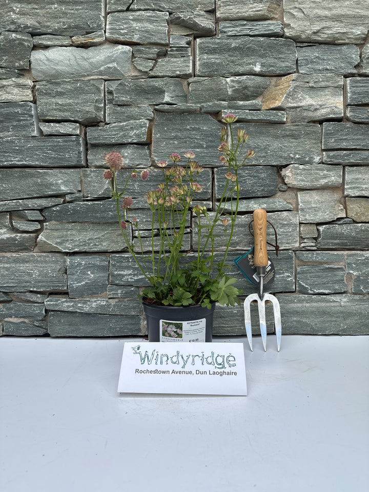ASTRANTIA maj. Buckland 2L