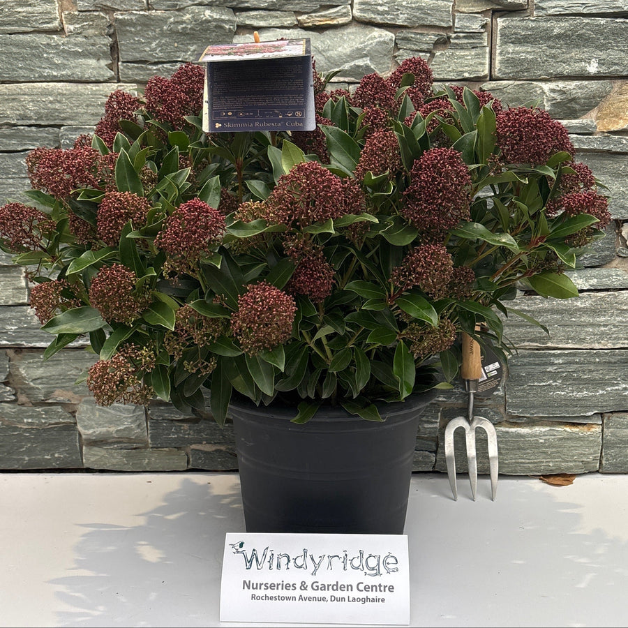 Skimmia Jap. Rubesta Cuba  12 Ltr Pot - Shrubs - Windyridge Garden Centre