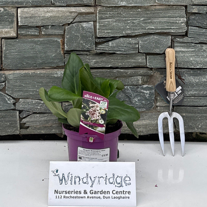 Bergenia Bressingham White