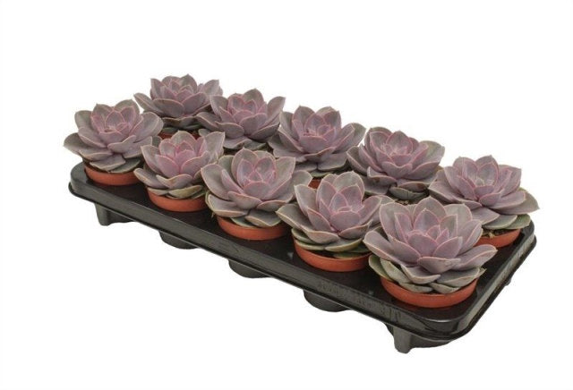 Pearl of Neurenberg Echeveria Perle von Nürnberg (10.5cm Pot)