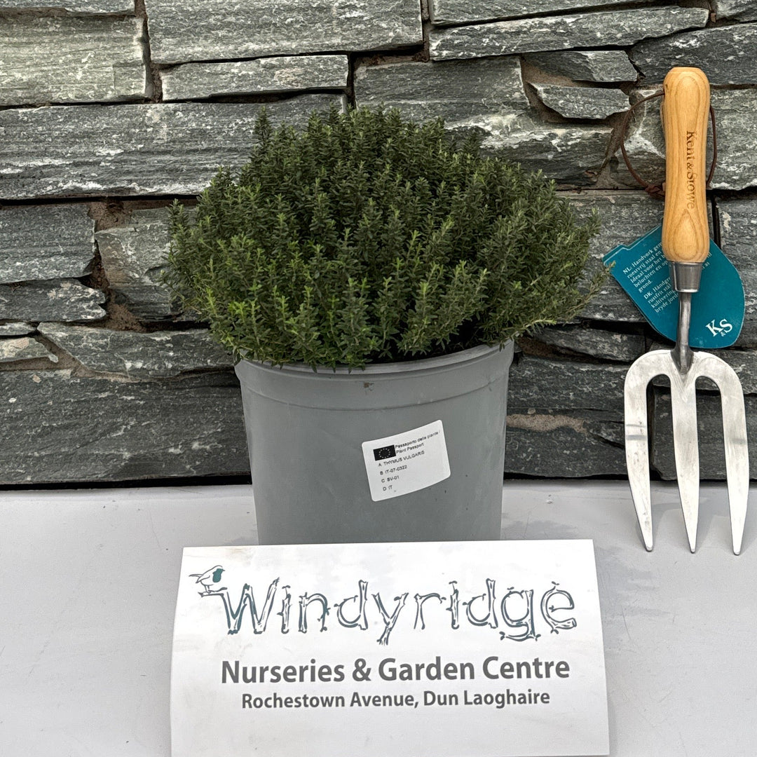 Thymus Vulgaris P19 - Grow Your Own - Windyridge Garden Centre