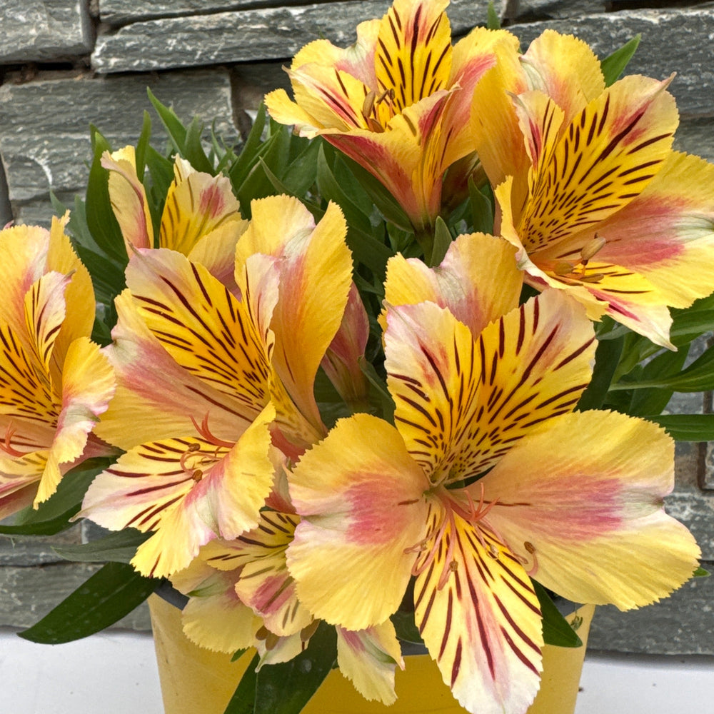 Alstroemeria Colorita Sara 3Ltr Pot - Herbaceous - Windyridge Garden Centre