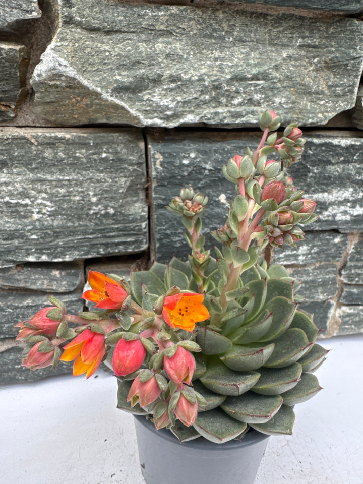 Echeveria Dondo