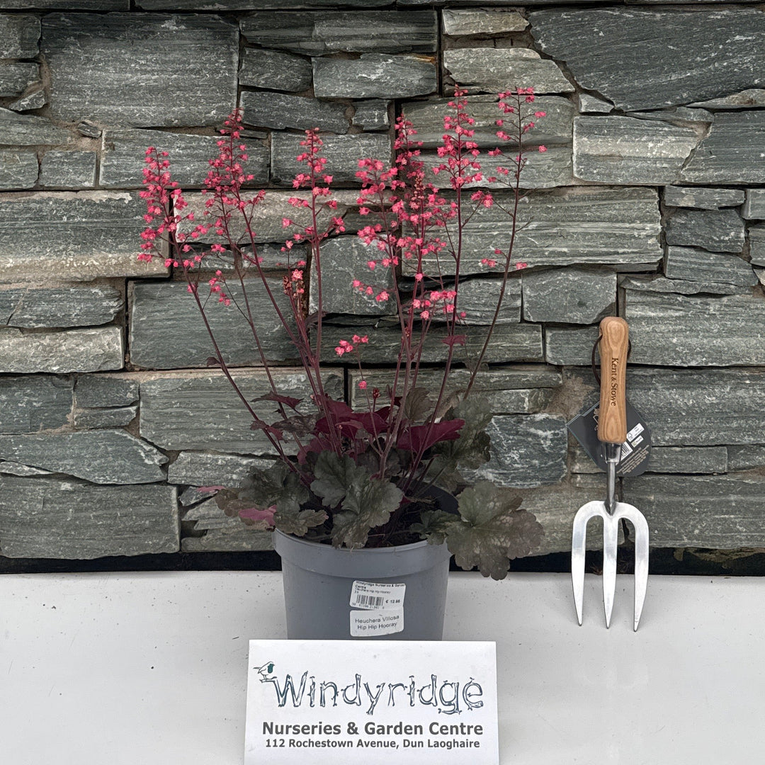 Heuchera Hip Hip Hooray