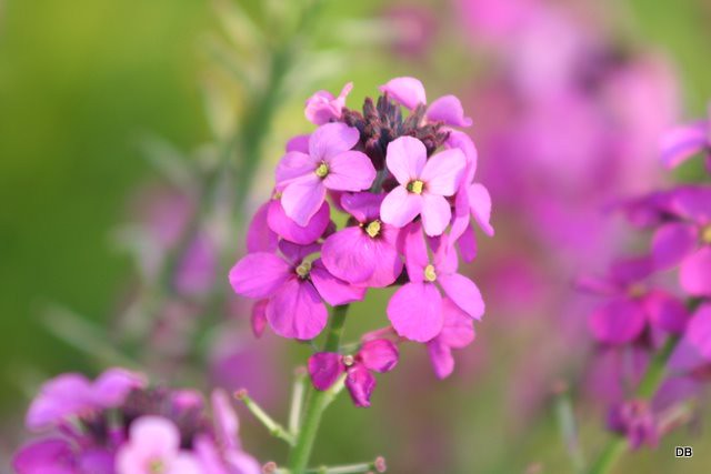 Erysimum-Bowles-Mauve-Flower-1