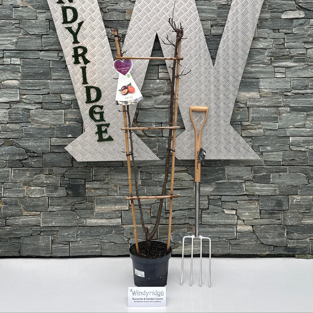 Prunus domestica Duo Plum  C7.5  trellis