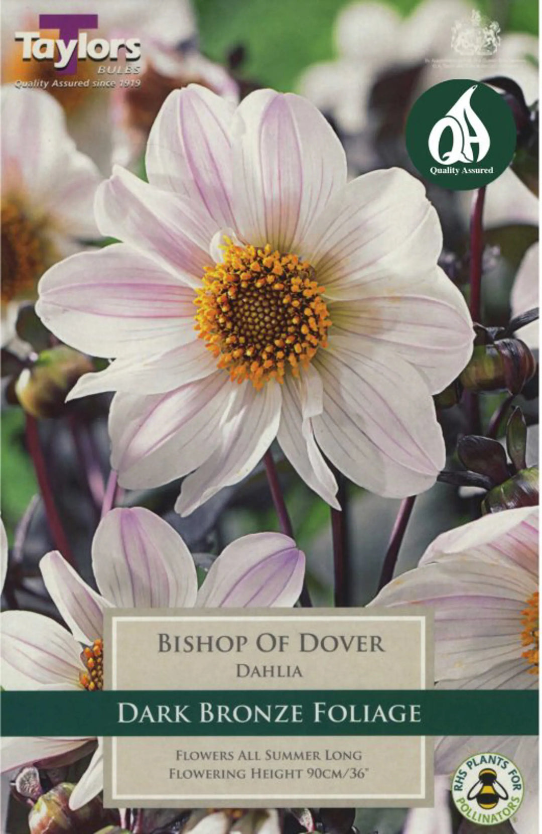 DAHLIA BISHOP OF DOVER