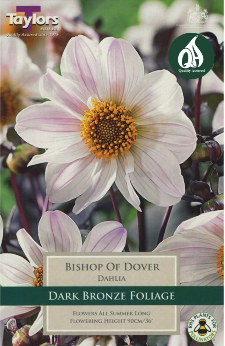DAHLIA BISHOP OF DOVER