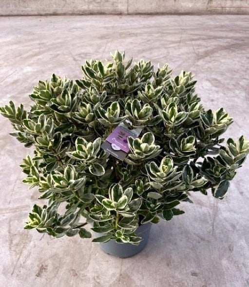 Hebe andersonii Katrina  5 Ltr pot