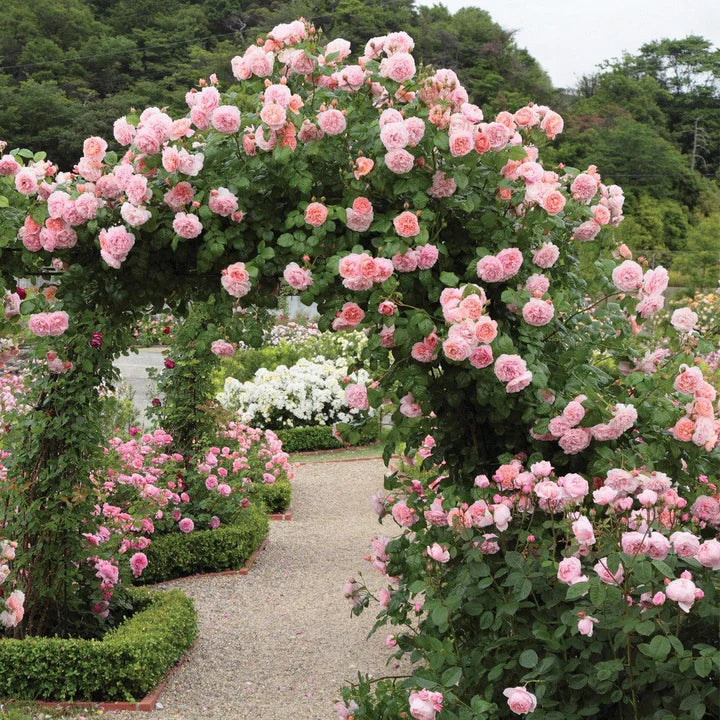 David-Austin-Rosa-Strawberry-Hill-Flower-2