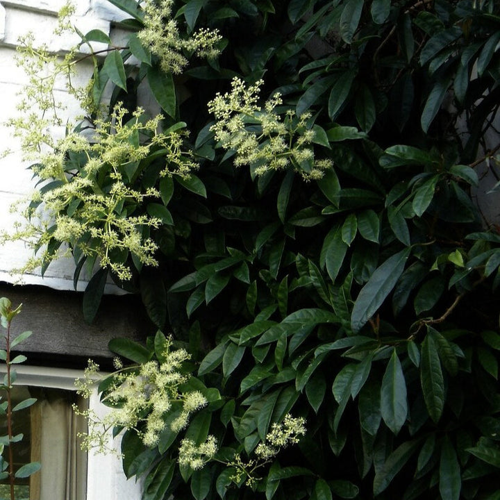 Pileostegia-viburnoides-Flower-2