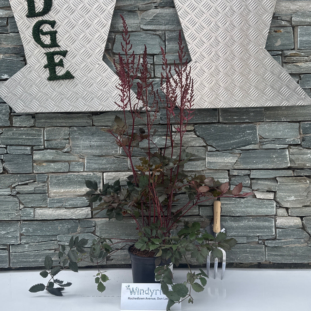 ASTILBE Chocolate Cherry