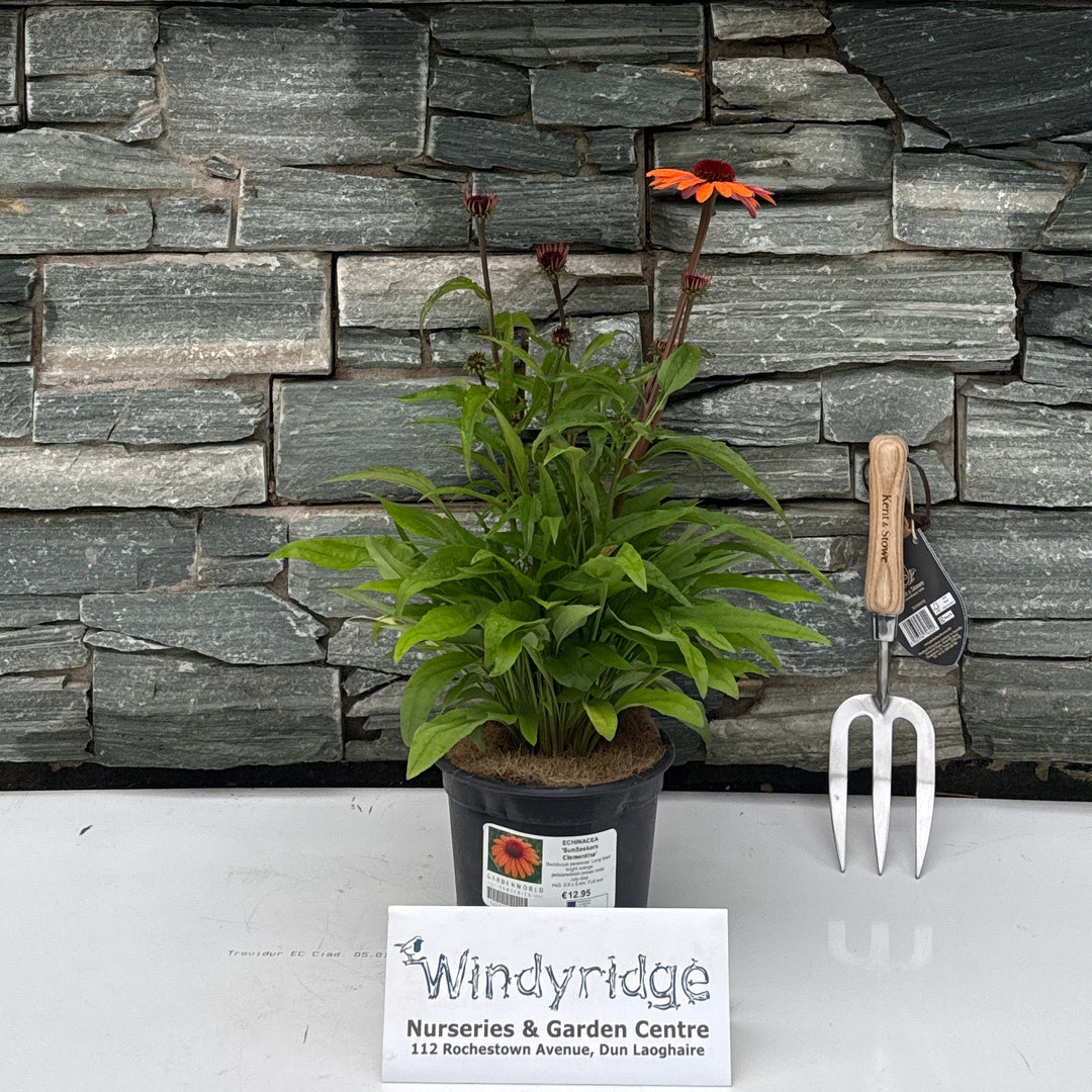 ECHINACEA 'SunSeekers Clementine'