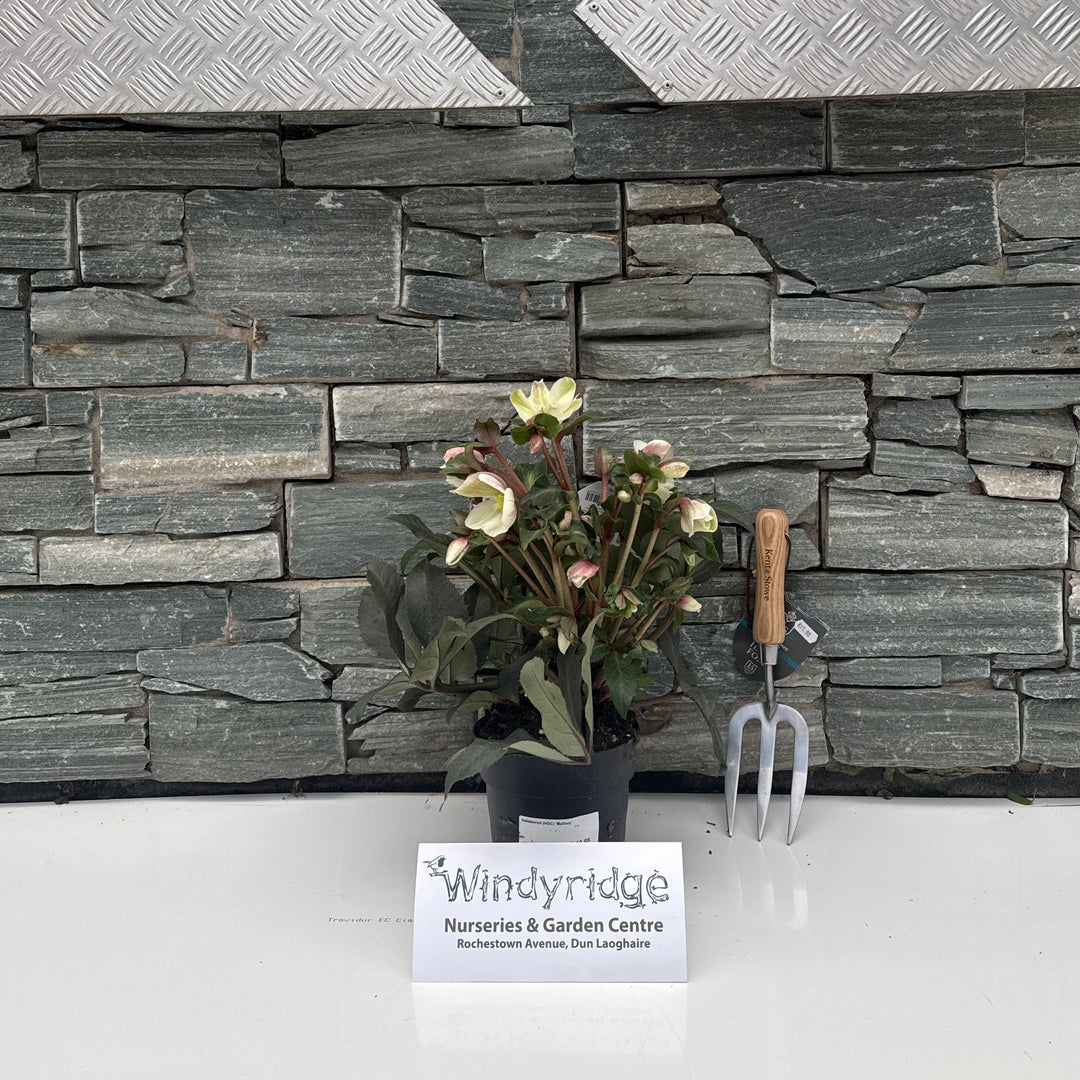 Decorative stone wall with a textured gray pattern, a plant, and a sign on a white background.