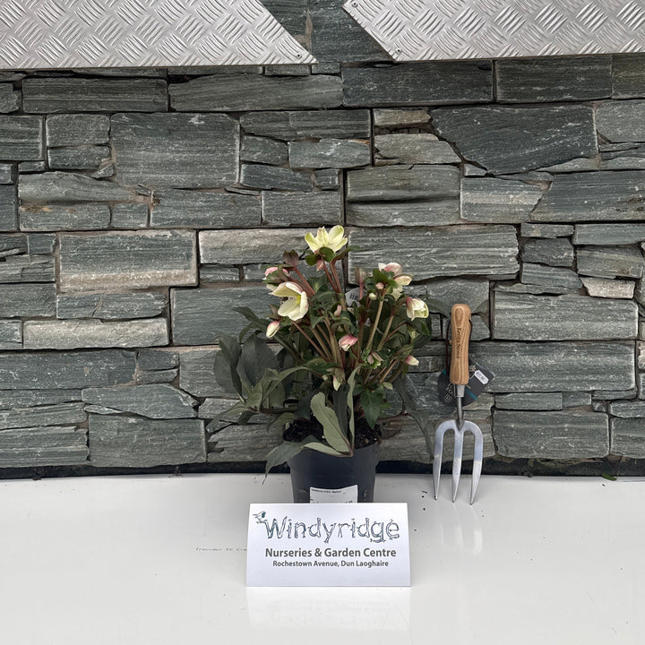 Decorative stone wall with a textured gray pattern, a plant, and a sign on a white background.