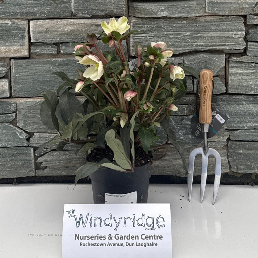 Decorative stone wall with a textured gray pattern, a plant, and a sign on a white background.