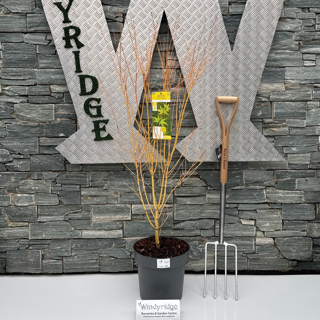 Acer Palm. Bi Hoo - Trees - Windyridge Garden Centre
