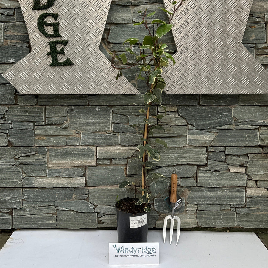 Hedera Gloire De Marengo - Climbers - Windyridge Garden Centre