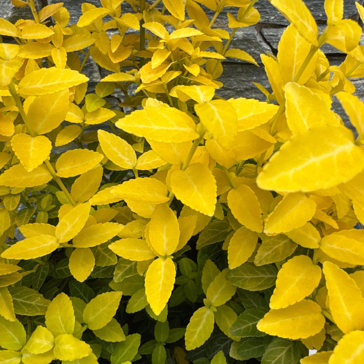 Euonymus fort. Goldy