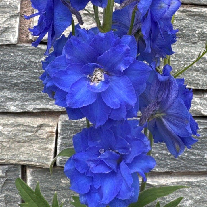 DELPHINIUM elatum Paramo Azul