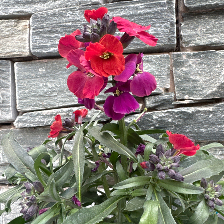 Erysimum Red Jep 2 Ltr