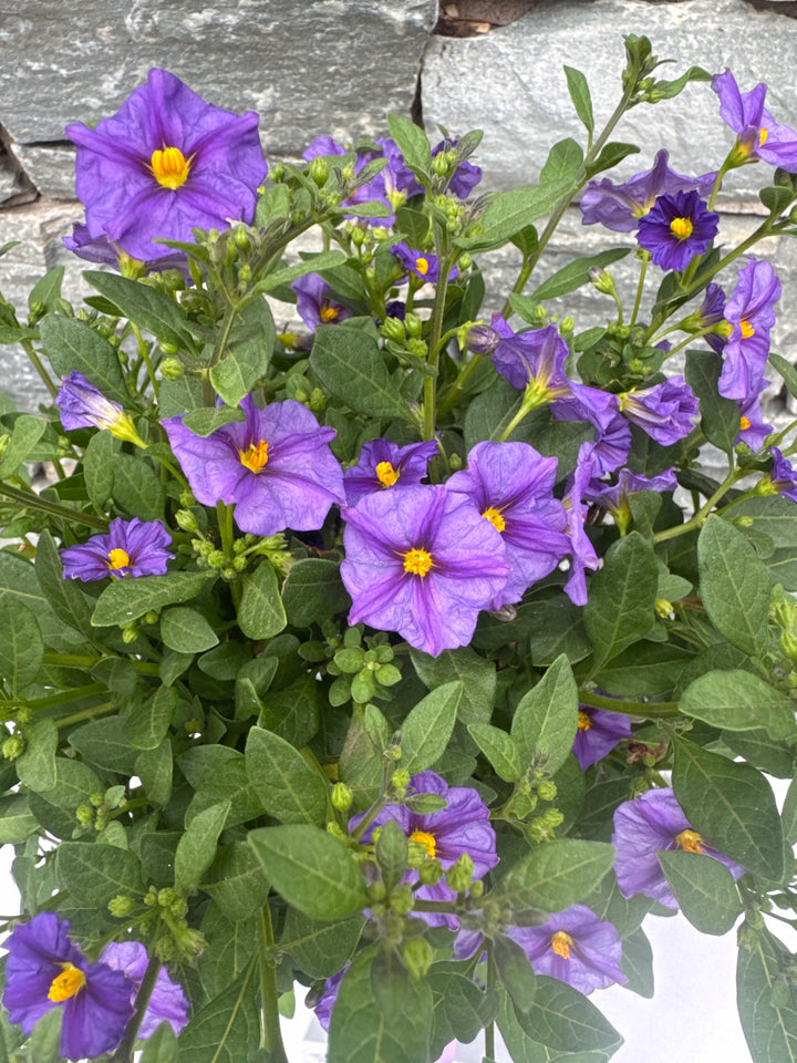 Lycianthes ran. 'Blue Fountain'