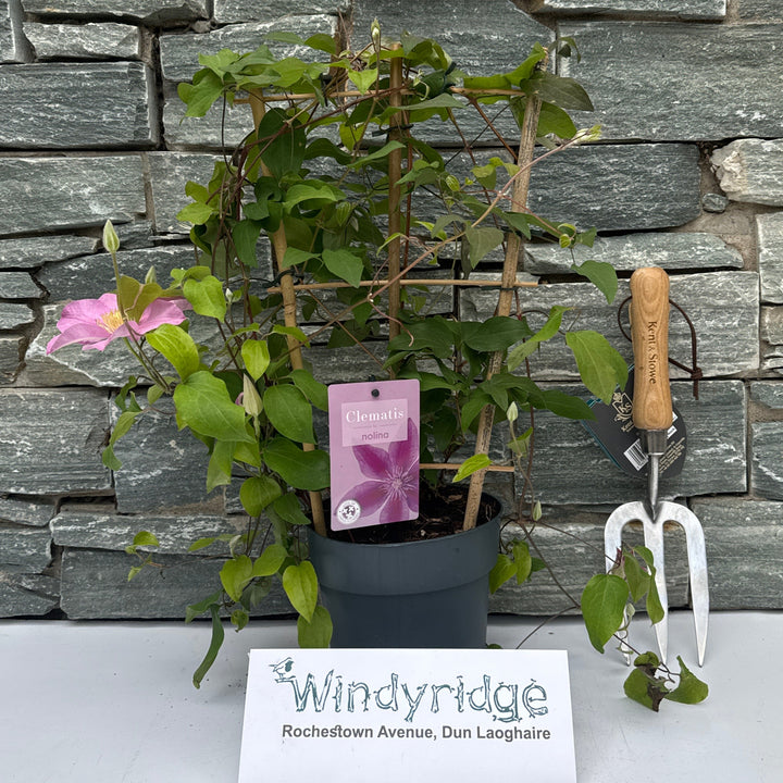 Clematis Boulevard collection  P15, trellis