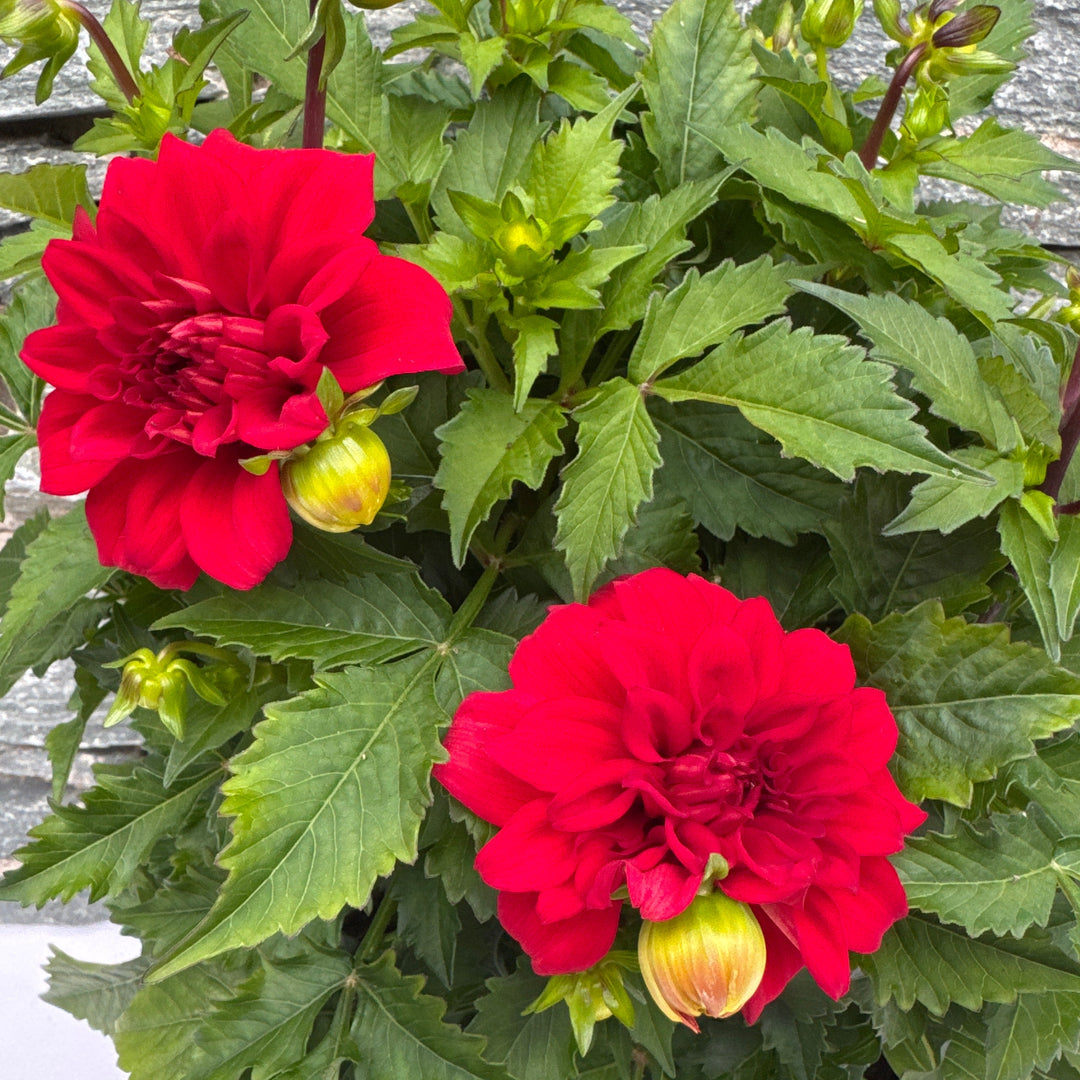 DAHLIA Gallery Singer