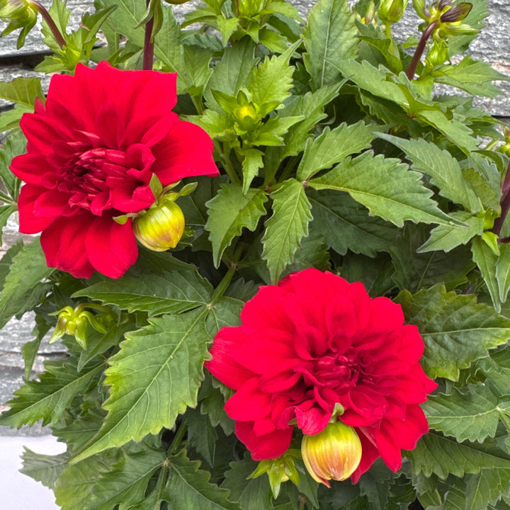 DAHLIA Gallery Singer