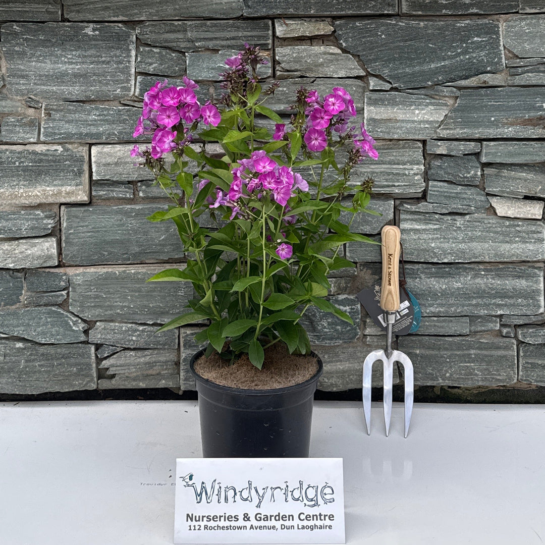 PHLOX 'Famous Purple' 3L
