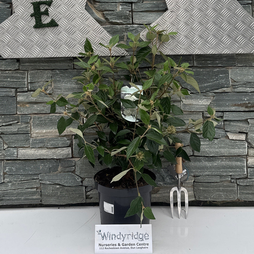 Viburnum 'Eskimo' 50-60 cm. C7.5